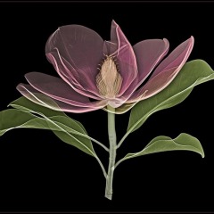 Bracken's Brown Beauty Magnolia on Black