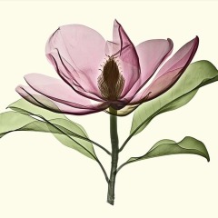 Brackens-Brown-Beauty-Magnolia-1000