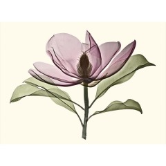Brackens-Brown-Beauty-Magnolia-box