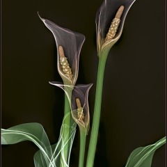 Calla Lillies on Black
