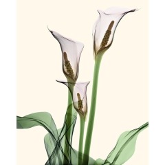 floral x ray photography