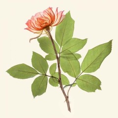 Coloured-Rose-600