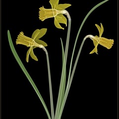 Daffodil Trio on Black