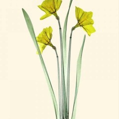 Three Daffodils
