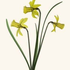 Daffodil Trio