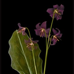 Pink Dog Tooth Violet on Black
