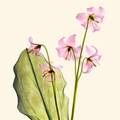 Pink Dog Tooth Violet