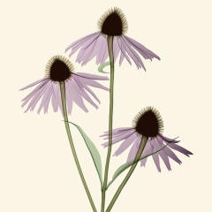 Echinacea