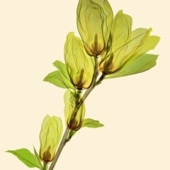 Elizabeth Magnolia