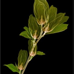Elizabeth Magnolia on Black