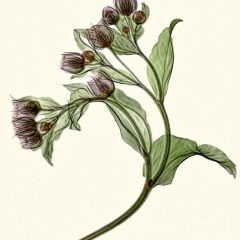 Hellebore