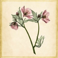 Lenten Rose