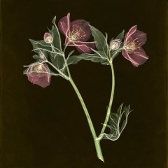 Lenten Rose on Black
