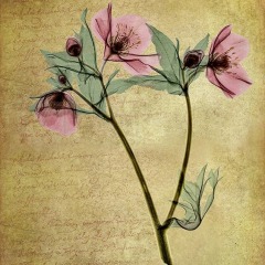 Lenten  Rose - textured