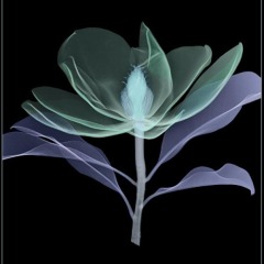 Magnolia on Black