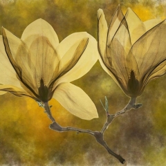 Magnolia-colored-800