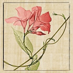 Mandevilla Vine