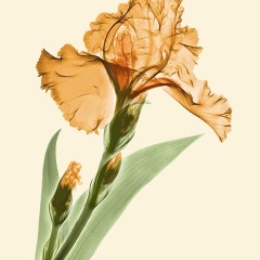 Orange Iris