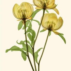 Peony Trio