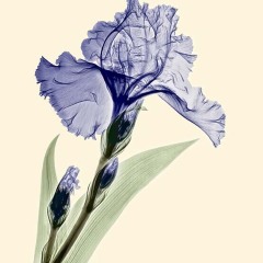 Purple Iris