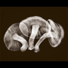 'Shroom Trio