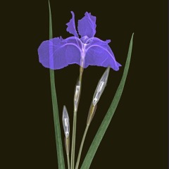 Siberian Iris on Black