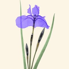 Siberian Iris