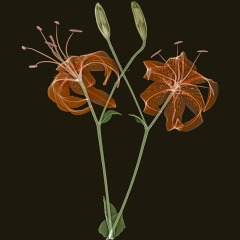Tiger Lillies on Black