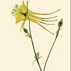 Yellow Columbine