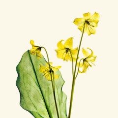 Yellow Dog Tooth Violet