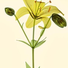 Yellow Lilly
