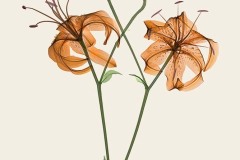 1_Tiger-Lillies-coloured-800
