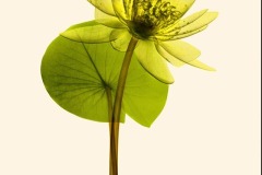 1_Waterlily-2-coloured-800