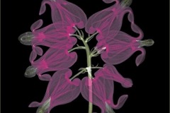 Bleeding Heart - on-black