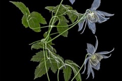 Blue-Boy-Clematis-coloured-on-black-600