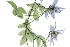Blue-Boy-Clematis-coloured