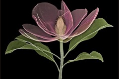 Bracken's Brown Beauty Magnolia on Black