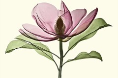 Brackens-Brown-Beauty-Magnolia-1000