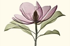 Brackens-Brown-Beauty-Magnolia-box