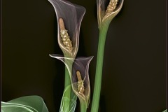 Calla Lillies on Black