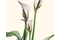 floral x ray photography