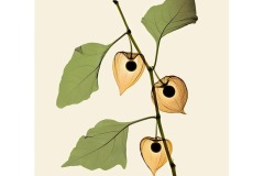 Chinese-lantern-coloured-box