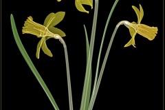 Daffodil Trio on Black