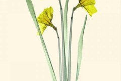 Three Daffodils