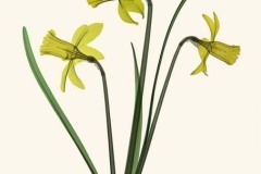 Daffodil Trio