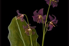 Pink Dog Tooth Violet on Black