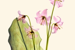 Pink Dog Tooth Violet