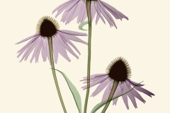 Echinacea
