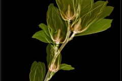 Elizabeth Magnolia on Black