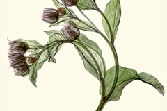Hellebore